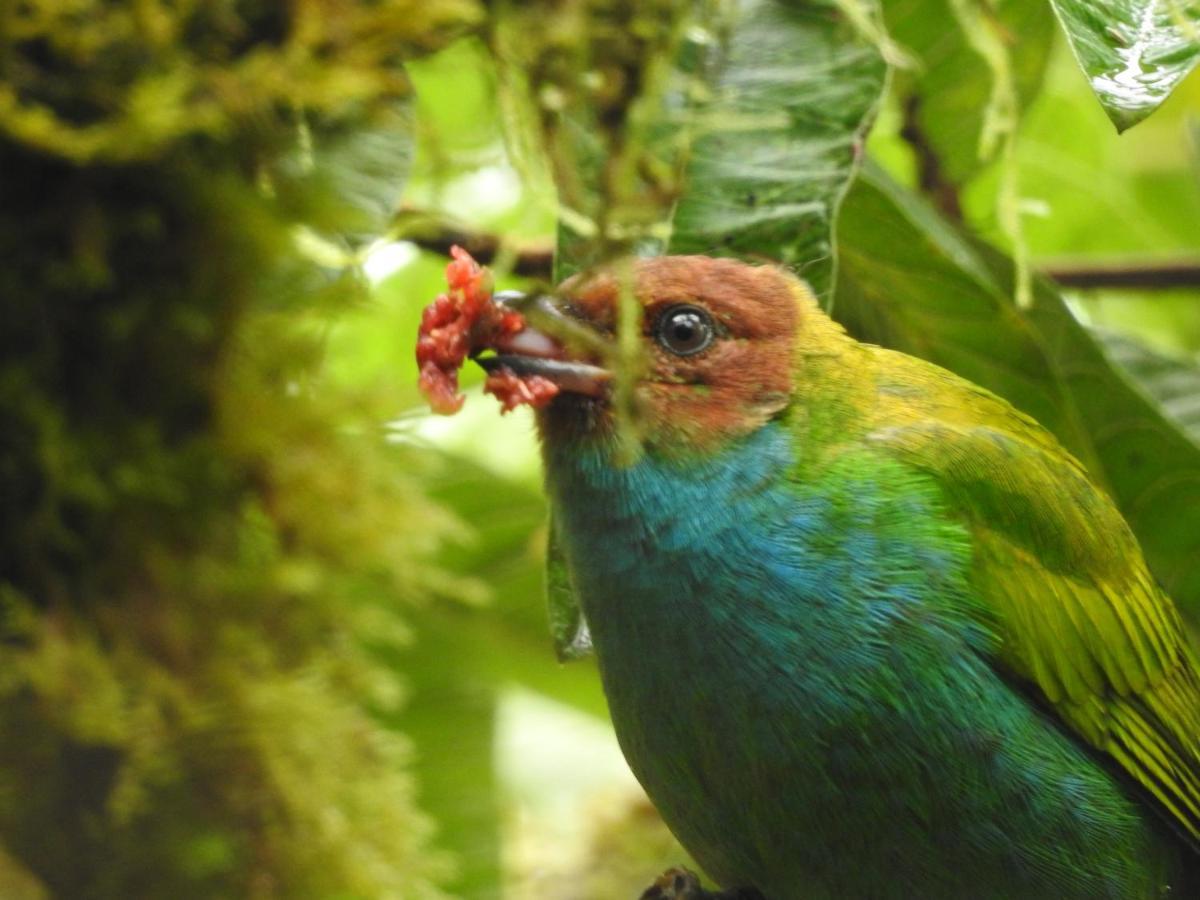 Biohostal Mindo Cloud Forest Екстериор снимка