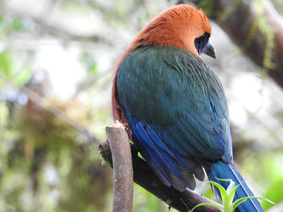 Biohostal Mindo Cloud Forest Екстериор снимка