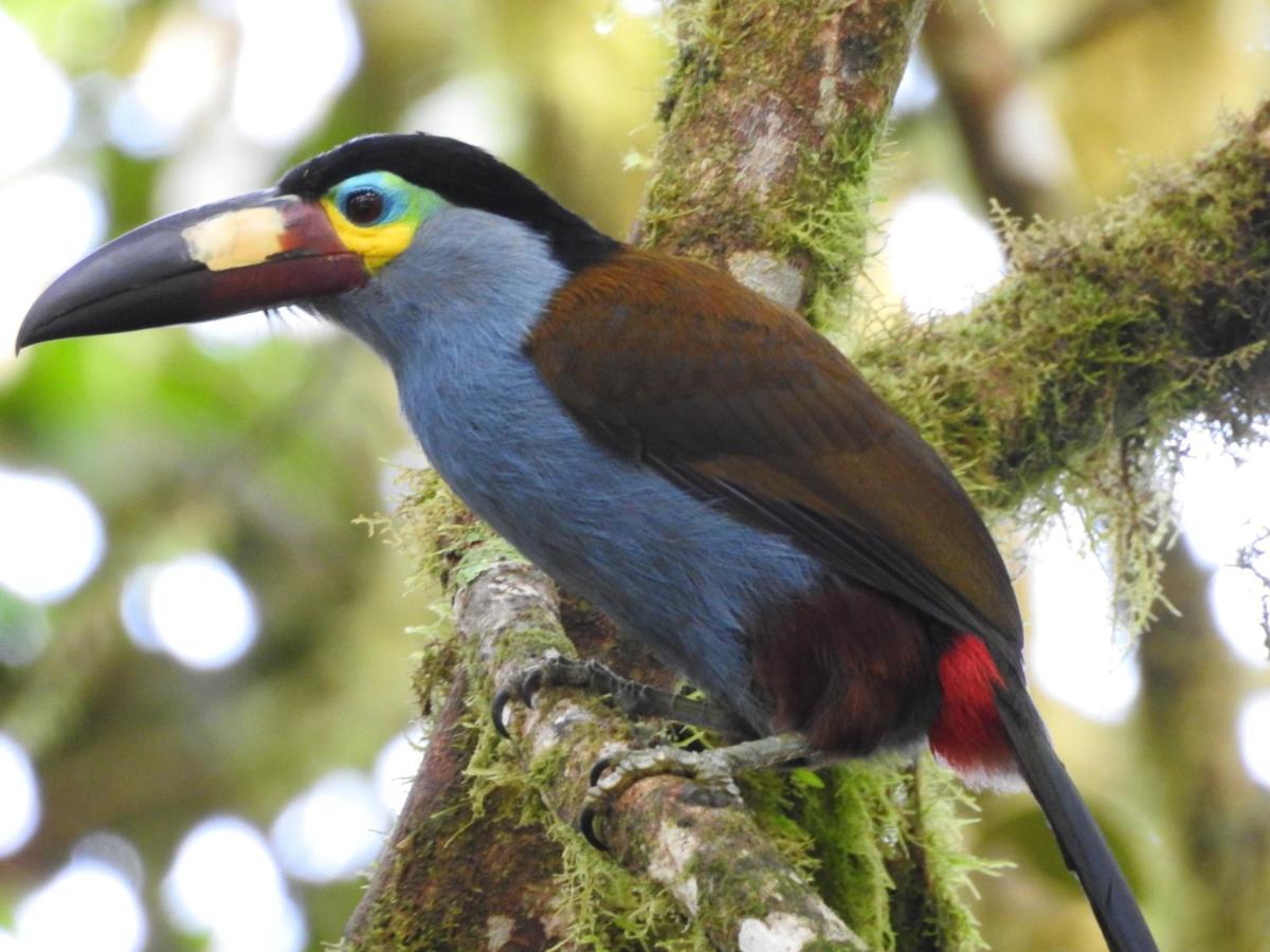 Biohostal Mindo Cloud Forest Екстериор снимка
